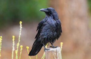 The Shocking Truth About How Crows Plan And Plot Revenge – earthanimals