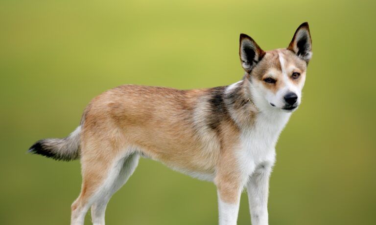 12 Rare Dog Breeds With Personalities So Wild, You Won’t Believe It