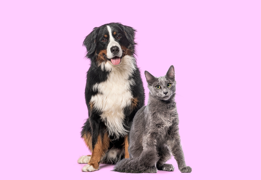 Happy,Bernese,Mountain,Dog,And,Grey,Nebelung,Cat,Sitting,Together,