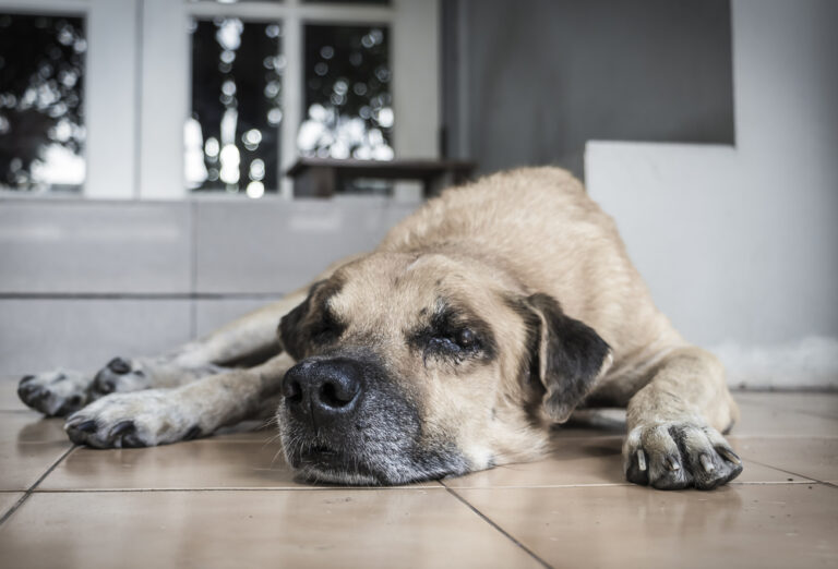 13 Heartbreaking Ways Dogs React When Their Owner Dies