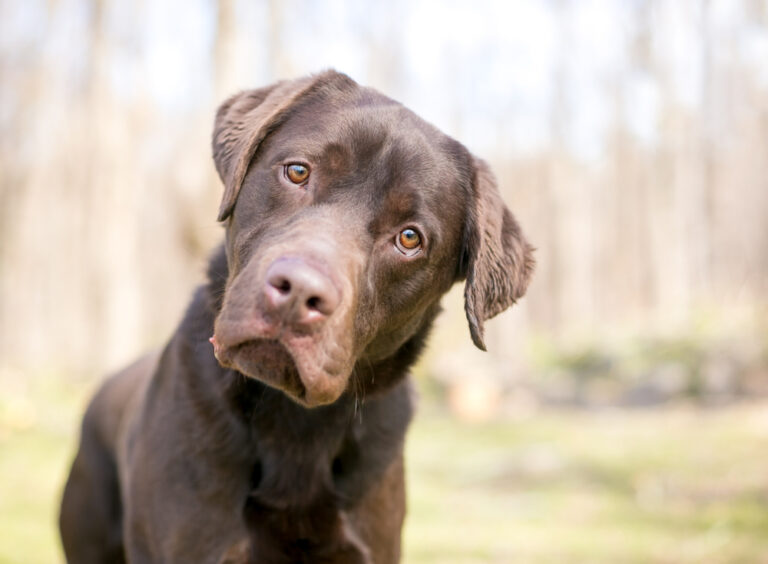 13 Signs Your Dog Might Actually Understand You
