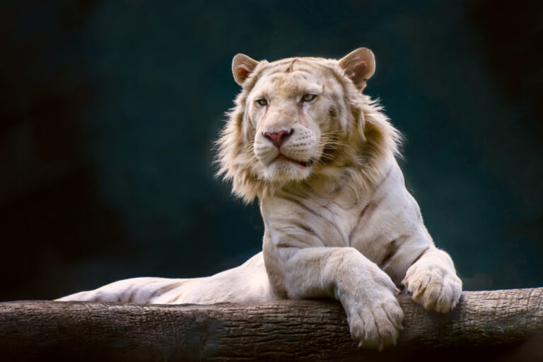 14 Absurd Amounts People Pay To Own Exotic Animals