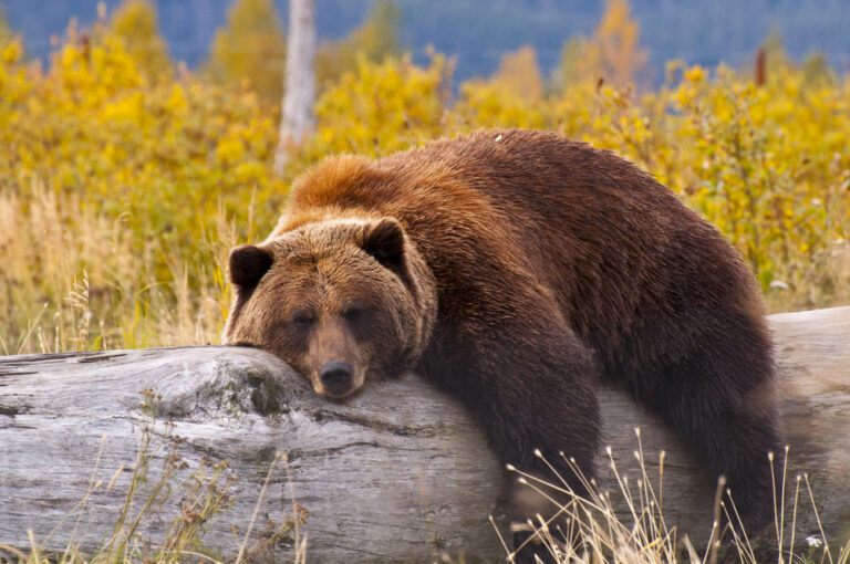 15 Animals That Will Test You Before They Strike