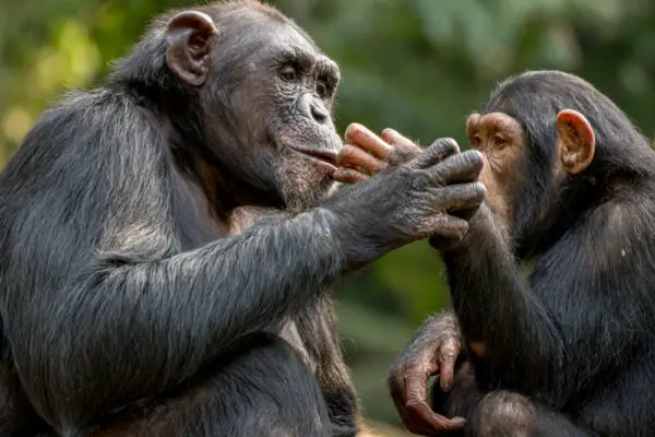 13 Signs You’re Acting Like A Possessive Chimp In Your Relationship