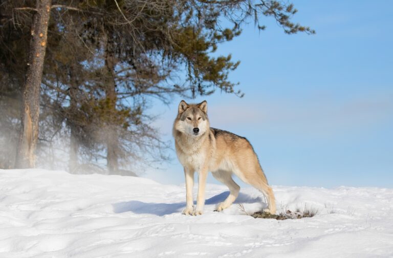 What Alpha Wolves Get Right That ‘Alpha Males’ Never Do