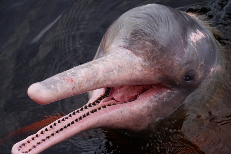 13 Weird & Wonderful Animals On The Brink Of Extinction In The Amazon