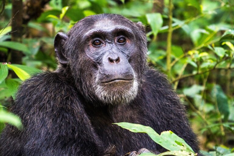 15 Of The Smartest Animal Species On The Planet