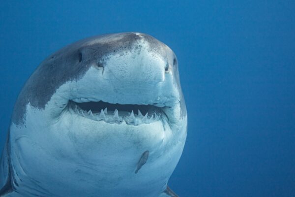 Beware: These Animals Still See Humans As Prey