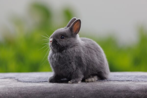 13 Animals That Also Get The “Zoomies” Like Dogs