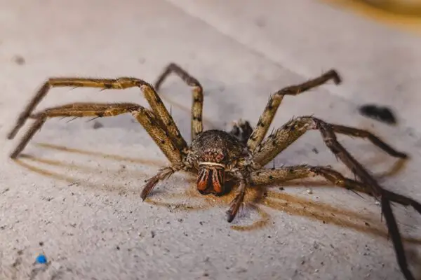 12 Of The Most Terrifying Spider Encounters Ever Documented