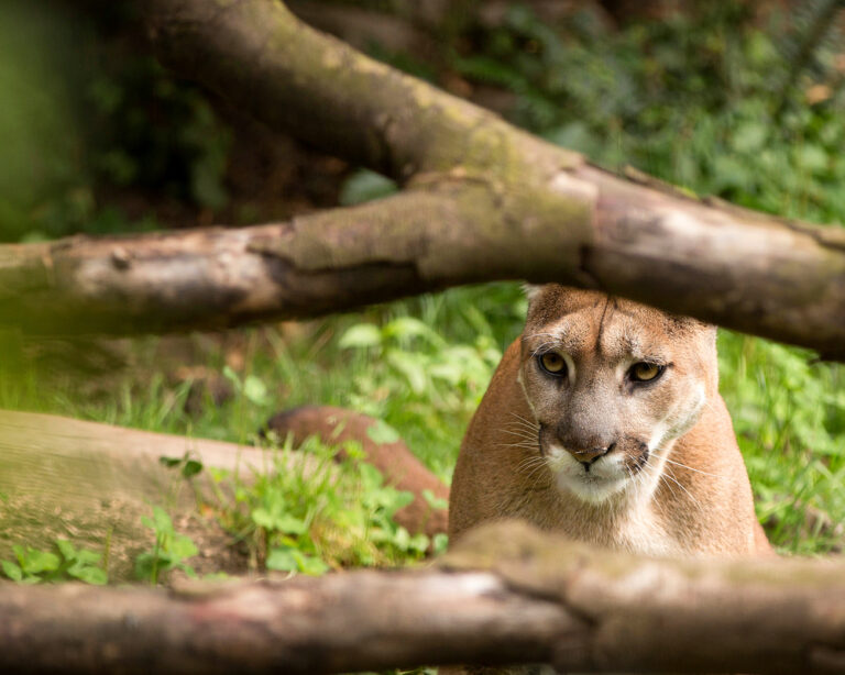 People Are Sharing The Wild Animal Encounters That Left Them Shaken For Life