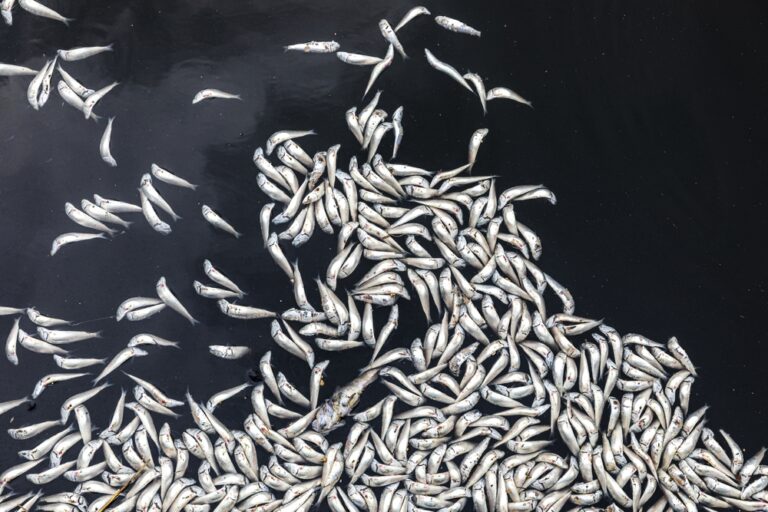 13 Animal Die-Offs That Still Haunt Scientists