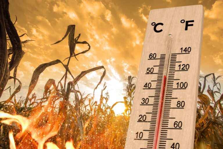 15 Climate Solutions That Sound Crazy—But Actually Work