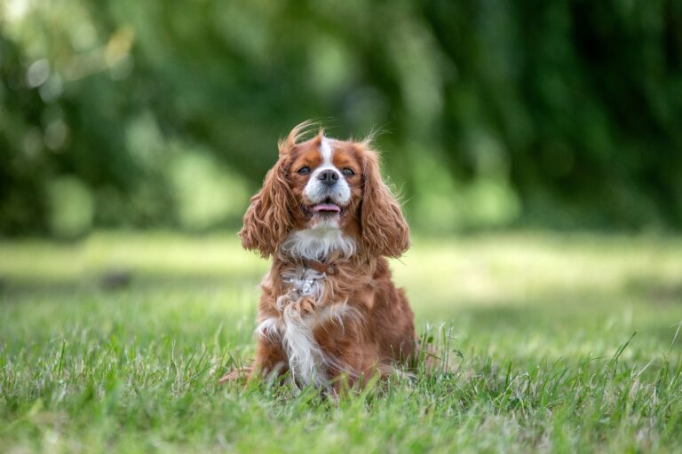15 Famous Royal Pets & The Insane Ways They Were Treated Like Kings