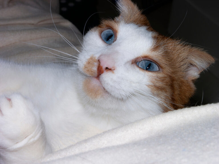 13 Cats So Bizarre They Look Straight Out Of A Tim Burton Film
