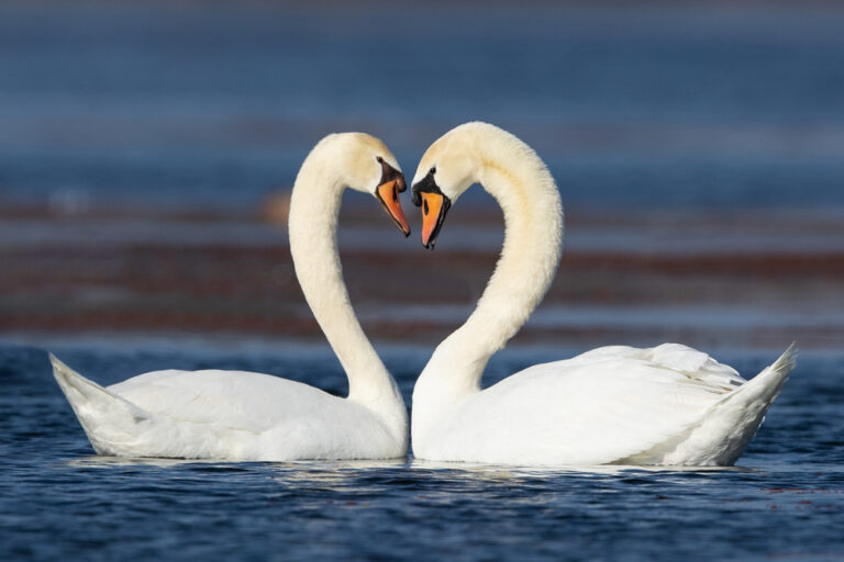 15 Ways Birds Show Commitment That Put Some Marriages To Shame