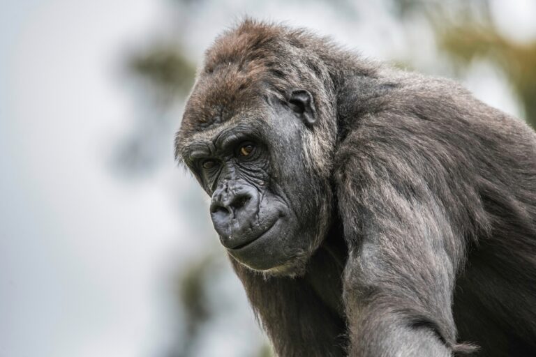 How to Spot A Toxic Human Using Gorilla Group Dynamics