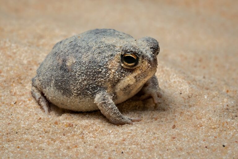 10 Animals That Went Viral For All The Right (Or Wrong) Reasons