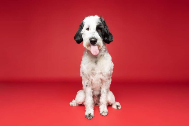 13 Signs Your Pet Is Smarter Than Your Friends
