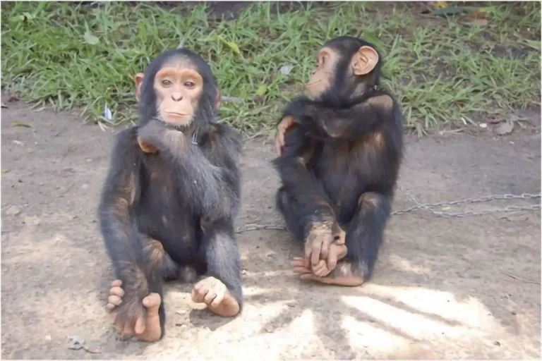 Scientists Found 12 Animal Species Smarter Than Toddlers