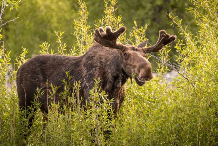 15 American Towns Where Wildlife Coexists With Humans Daily