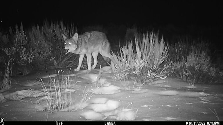 11 Animal Species That Are Becoming Permanent Residents in Suburbs