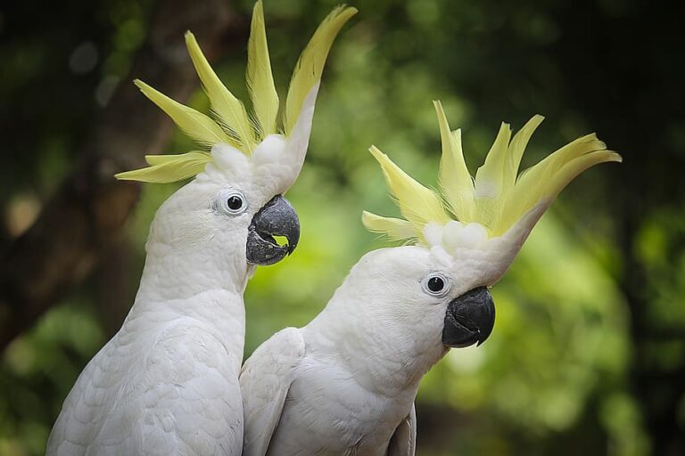 13 Ways Birds Communicate Better Than Most Married Couples