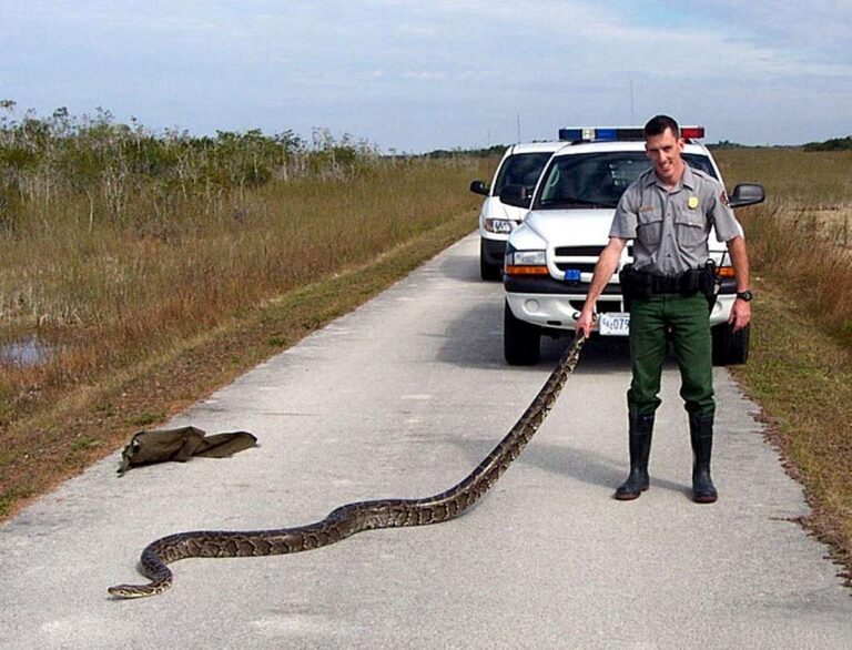 11 States Cracking Down on Exotic Pet Ownership This Presidency