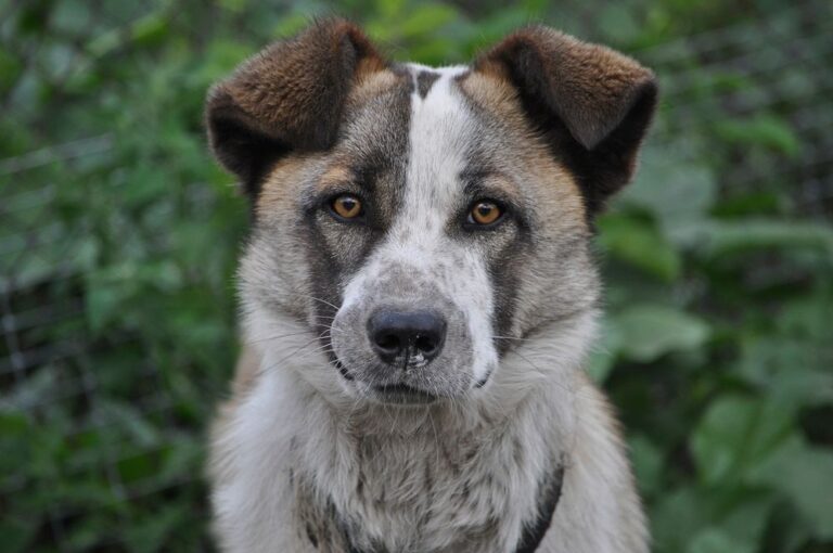 13 Ways Animals Handle Rejection With More Dignity Than We Do