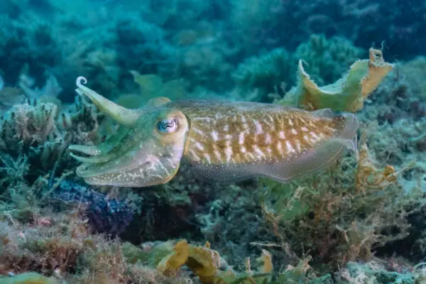 13 Animal Predators That Gaslight Their Prey Like Humans Do