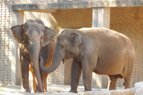 10 Ways Elephants Show More Empathy Than Most People