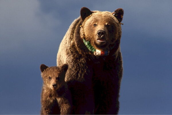 These Popular American Summer Spots Are Full Of Bears