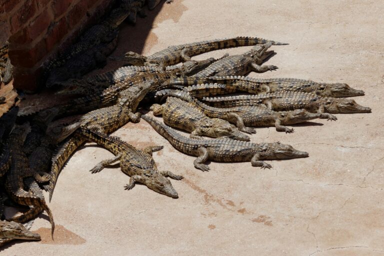 15 Creatures That Evolved to Hunt Humans And Some Still Do