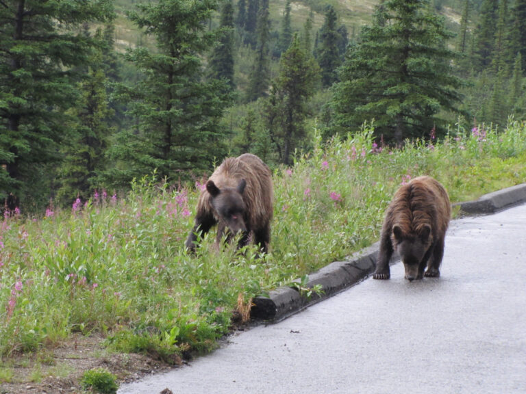 13 U.S. Parks Where Dangerous Wildlife Is Getting Closer to Campers