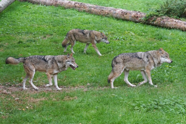 15 Ways People Behave Like Pack Animals During A Divorce