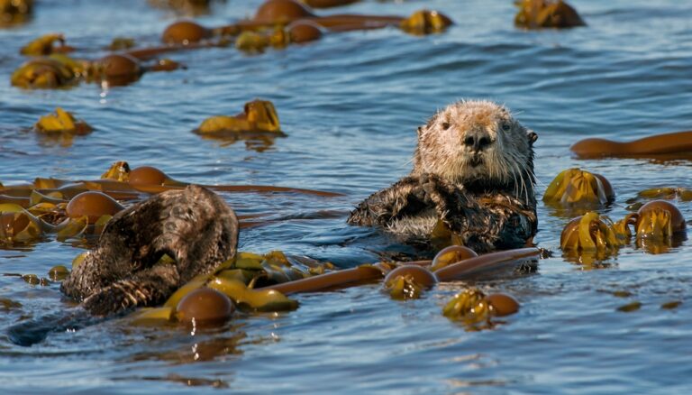 13 U.S. States Where You’re Most Likely To Encounter Wild Animals