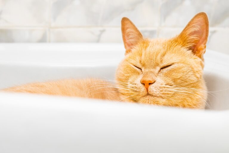 13 Ways Your Cat’s Aloofness Is Actually A Power Move You Should Copy