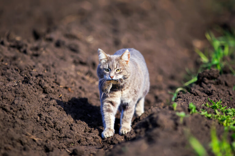 14 Animal Predators You’d Never Guess Are This Ruthless