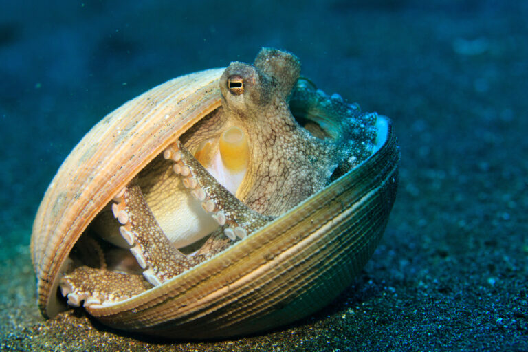 13 Ways Octopuses Outsmart Just About Every Other Animal