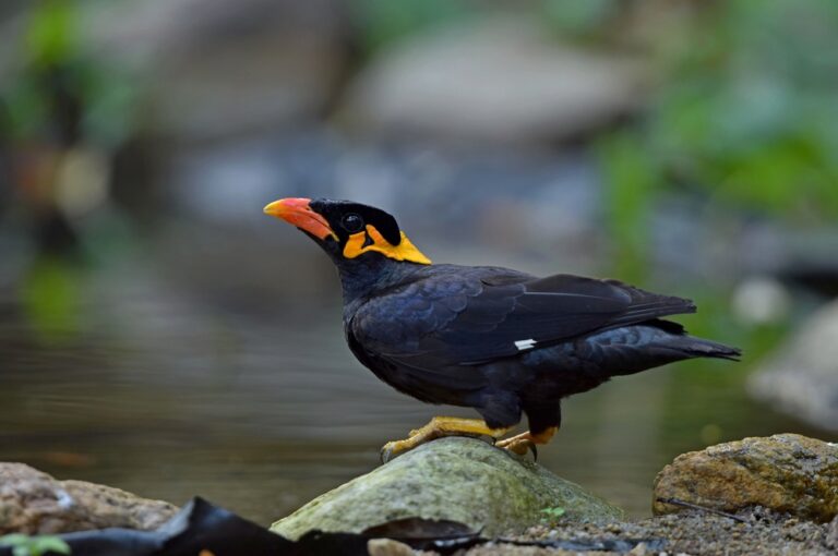 Bird Theory: Why Our Feathered Friends Have Set The Relationship Gold Standard