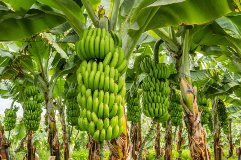 13 Crops That Could Vanish In Our Lifetime