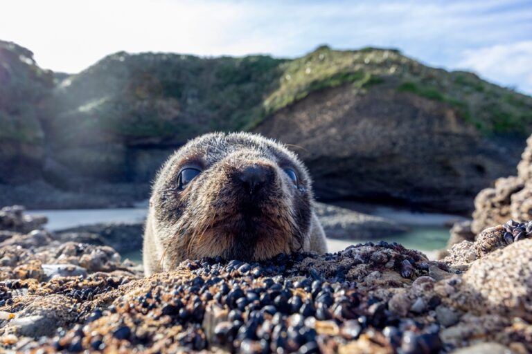 13 Wild Animal Photobombs That Were Too Good To Delete