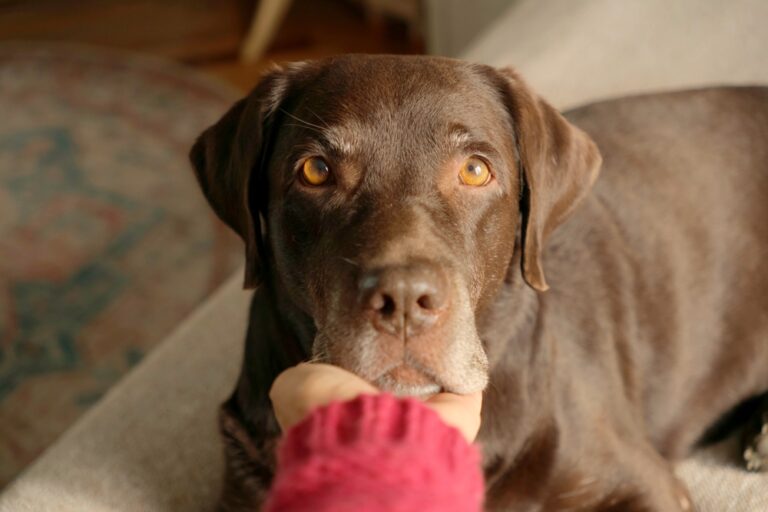 14 Dogs Who Detected Medical Conditions Before Doctors Did
