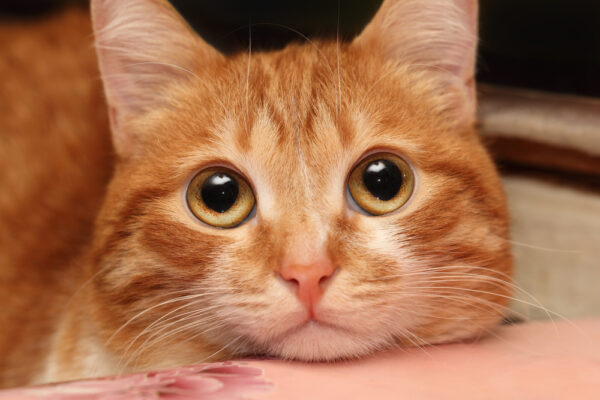 14 Signs Your Cat Is Secretly Judging You