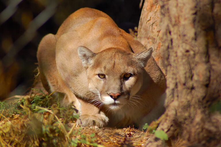 What A Wild Animal Is Really Thinking When You Lock Eyes With Them (Hint: Don’t)