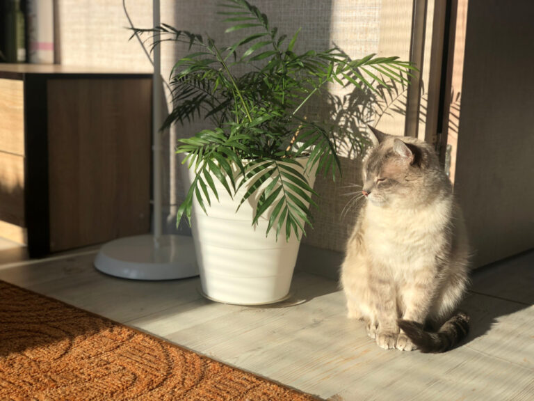 How Your Cat Chooses Their Favorite Spot In The House