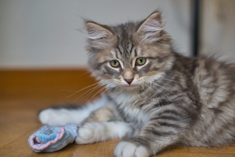 Here’s What Your Cat Is Secretly Trying To Tell You