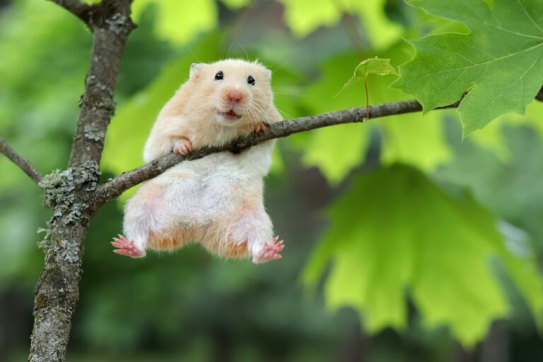 13 Weird Behaviors Guinea Pigs And Hamsters Use To Communicate With You