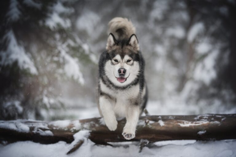 13 Ways Dogs Communicate Without Barking